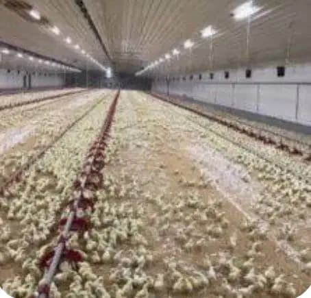 مرغداری گوشتی  اتومات ح مشهد